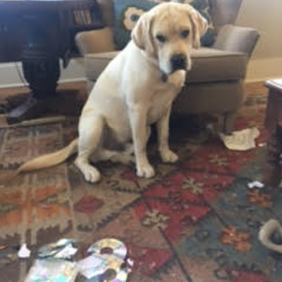 Revisiting a Classic: Law Dawg Attacks Exams – "Yo quiero Fleming’s!"